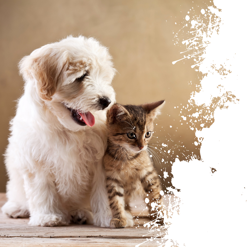 subscribe newsletter